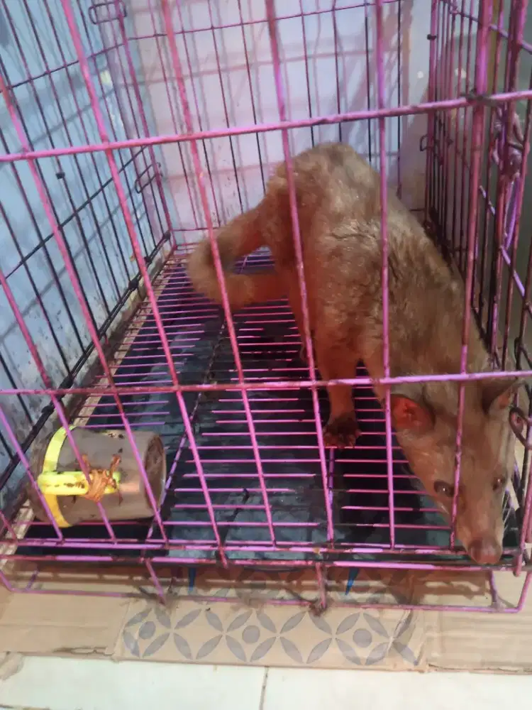 Musang Semi jinak betina, umur 3 thn ( jenis bali )
