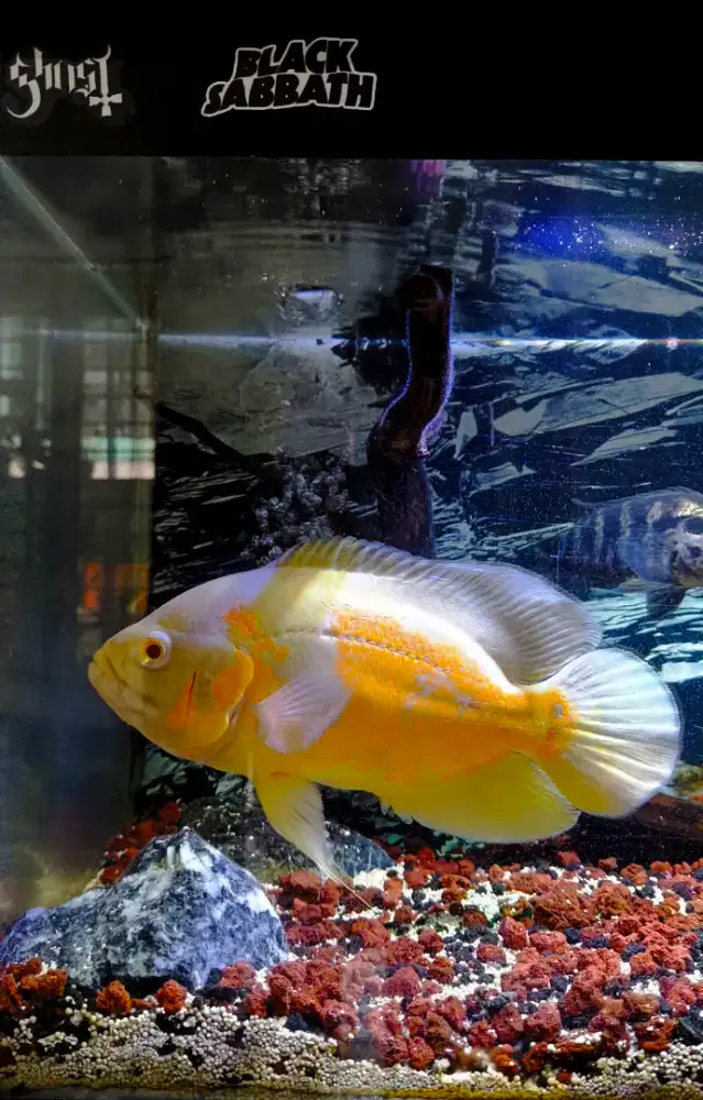 Ikan oscar albino