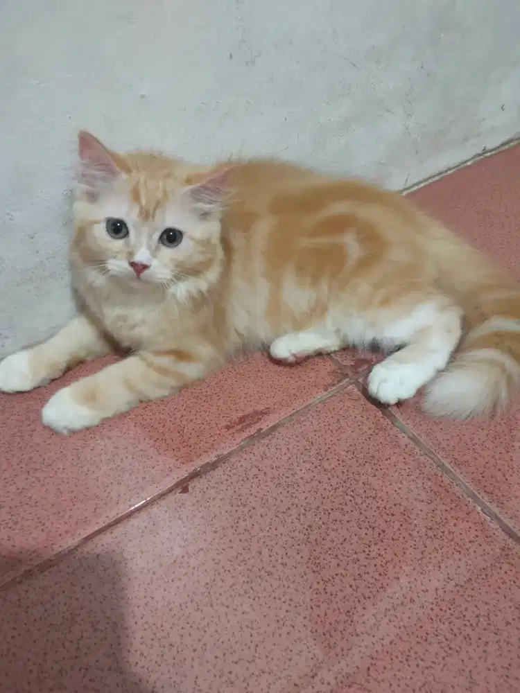 Kitten Persia dimahar za