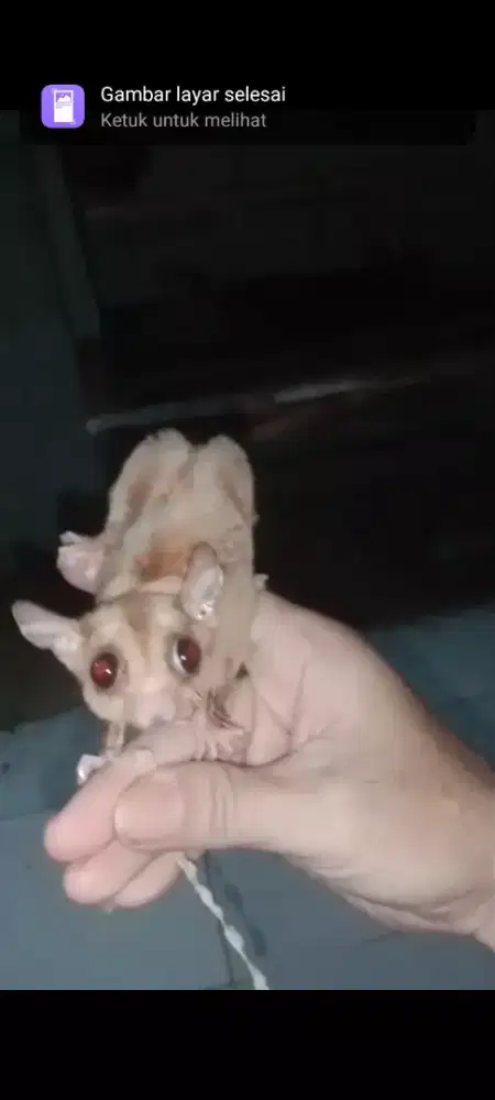 Sugar Glider Caramel Line Swan Solo