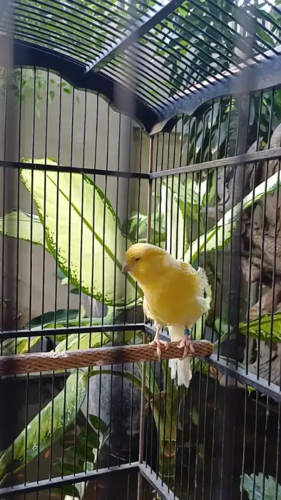 Kenari FYS kuning body big