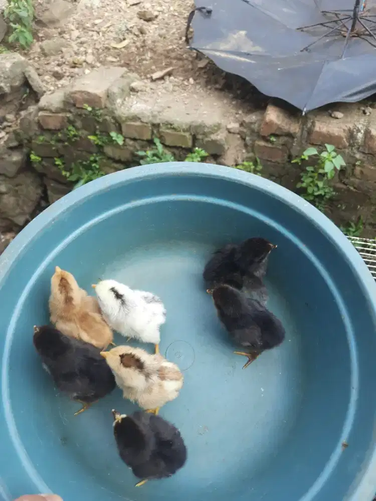 DOC ayam kampung 7 ekor