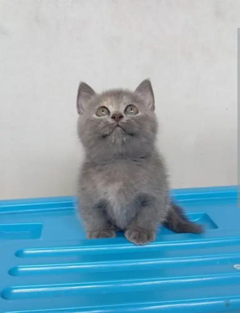 Bsh munchkin betina