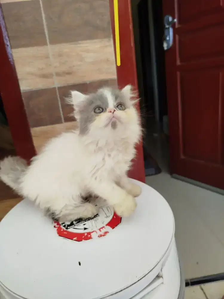 Kucing Persia Flatnose & Peaknose