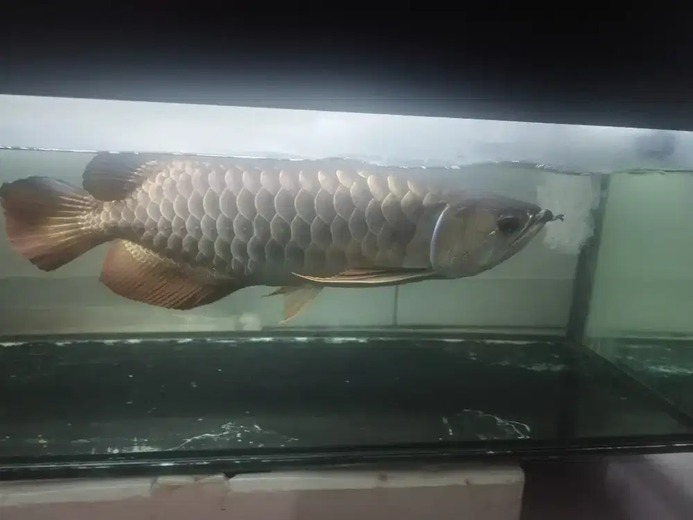 Arwana Golden Red HB