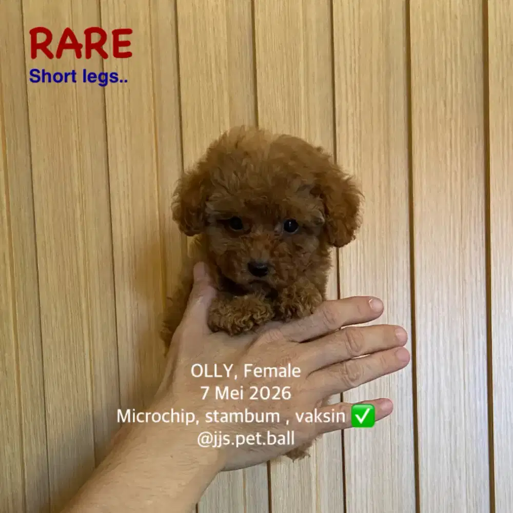 Toy poodle lucu face
