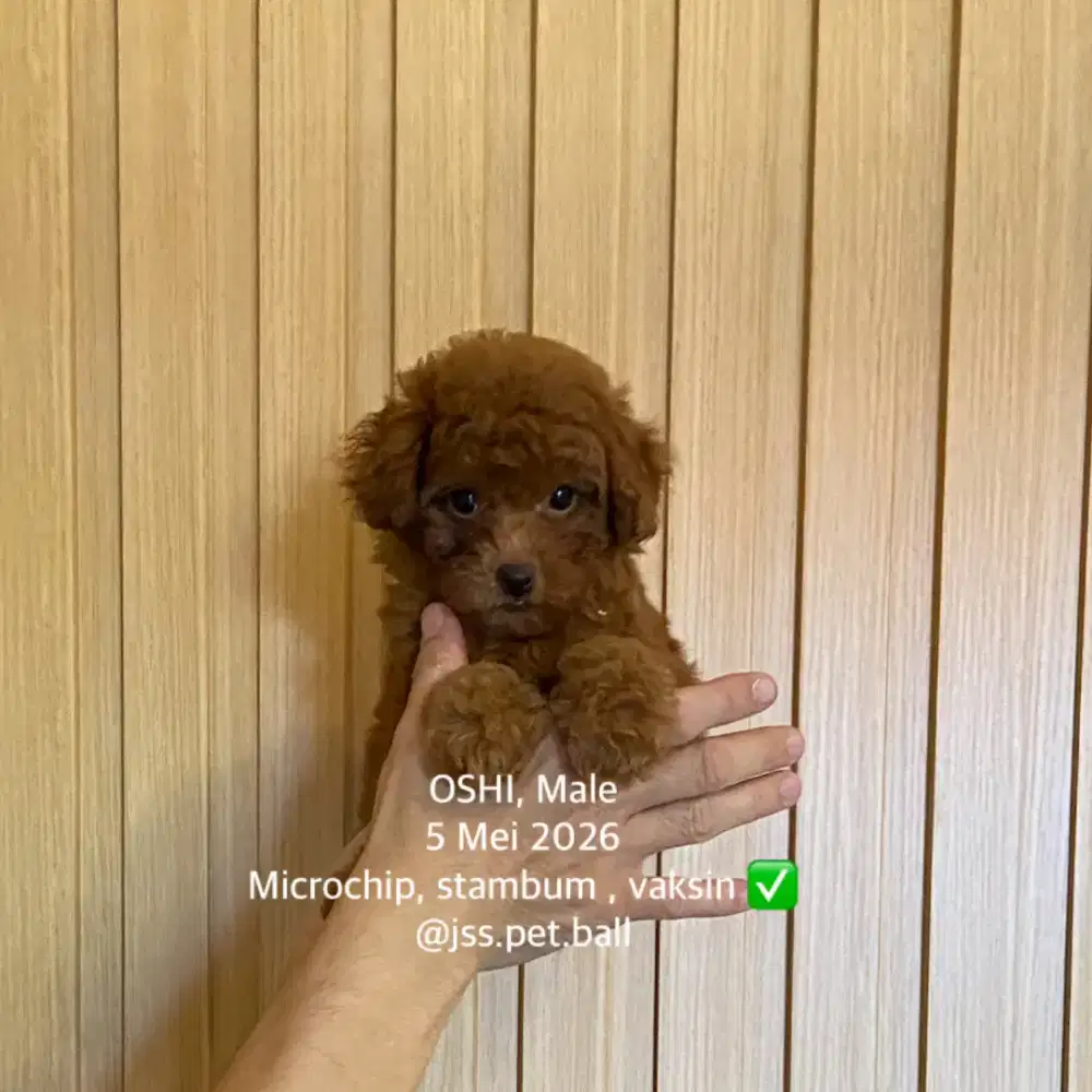 Toy poodle lucu imut stambum