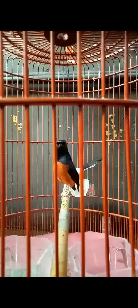 Burung murai gacor