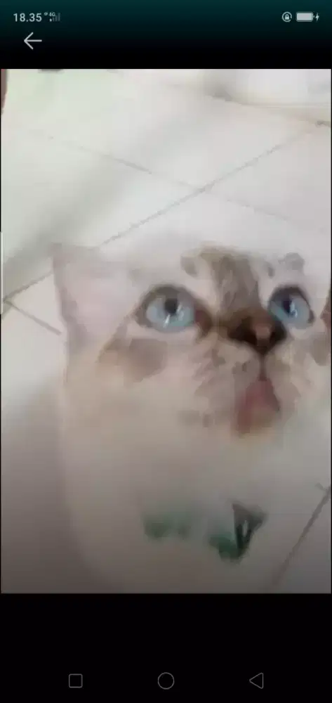 Kucing himalaya barter burung aja