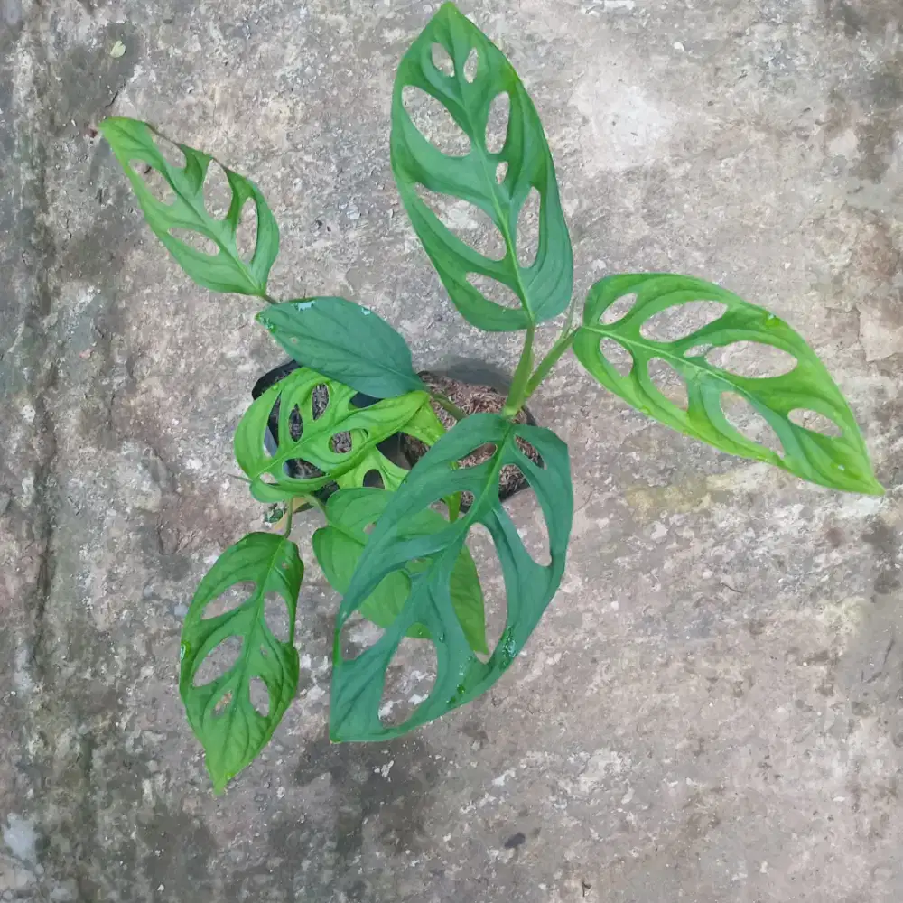 tanaman hias janda bolong