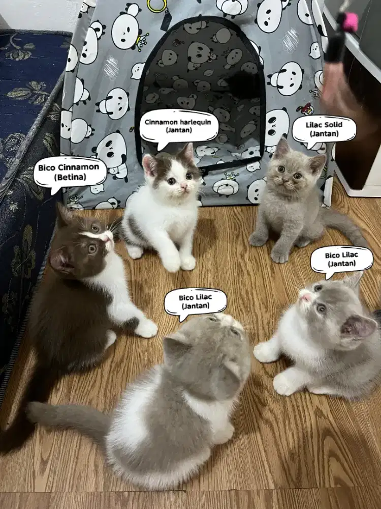 Ready to adopt BSH Lilac & Cinnamon