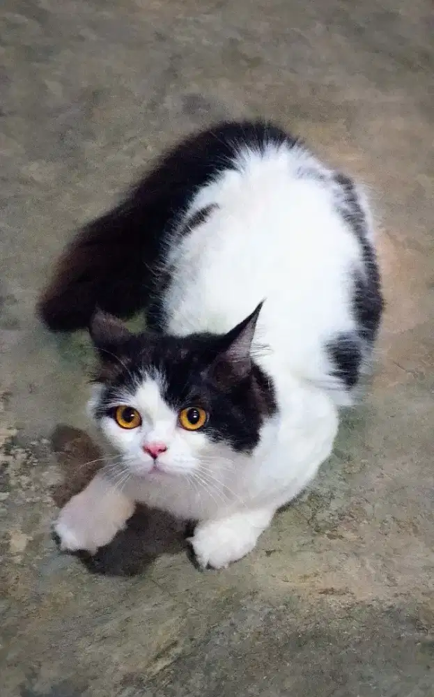 Munchkin ns line BSH import