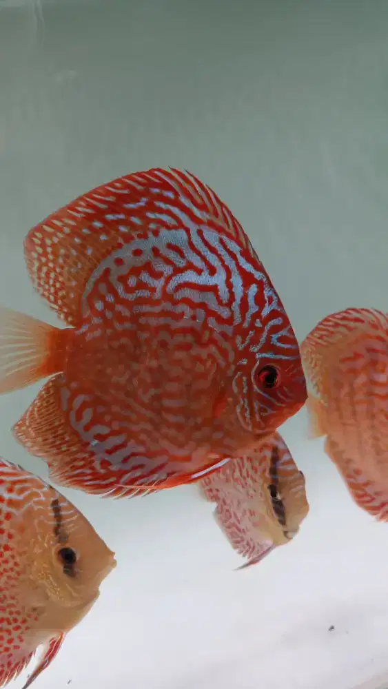 Ikan hias akuarium aquarium aquascape discus diskus dari amazon cantik
