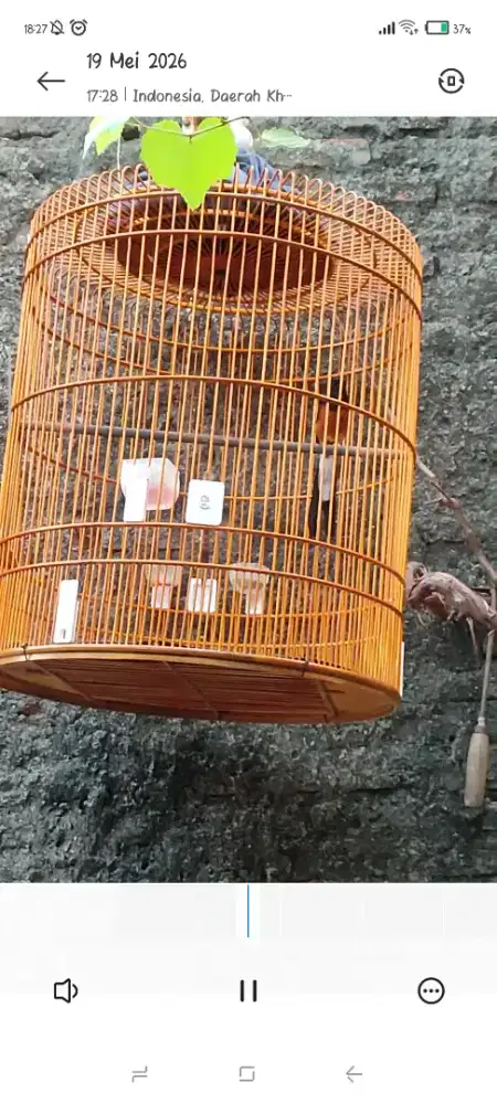 Di jual murai batu full set