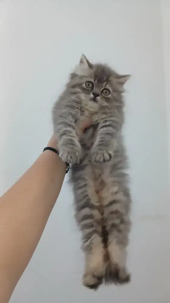 Kitten Persia Medium mix British Long Hair