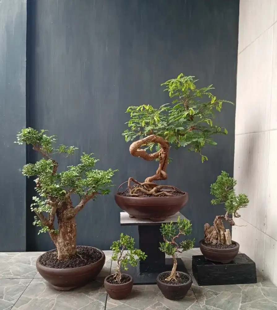 Jual bonsai hias borongan