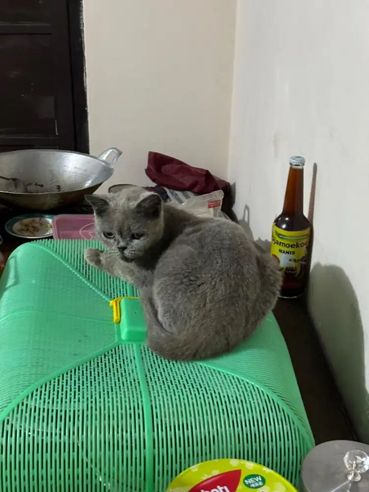 kucing british short hair (bsh) betina birahi
