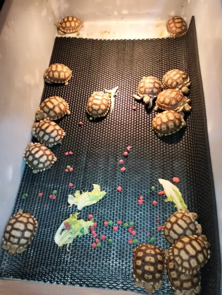 Sulcata size 6-7cm