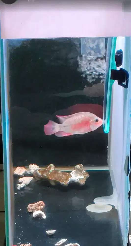 Ikan louhan red monkey