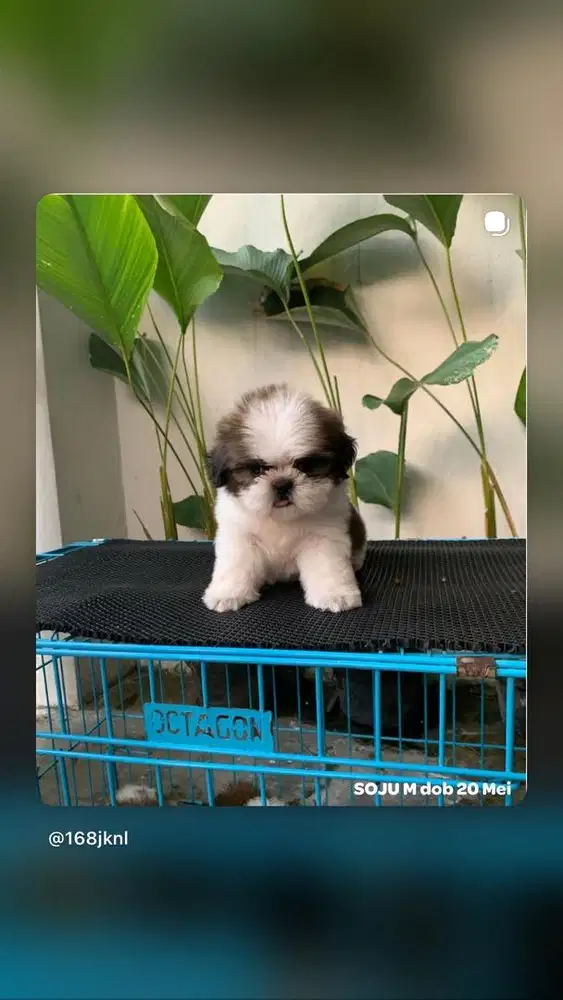 surabaya Anjing shihtzu shih tzu shitzu shitsu sitzhu