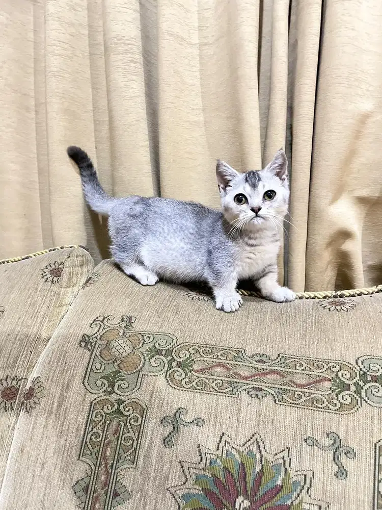 Kucing munchkin bsh british shorthair kitten cebol