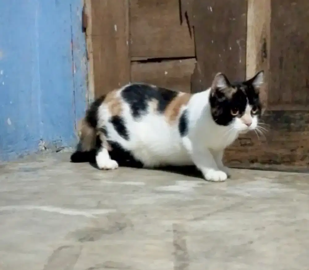Munchkin ns betina line BSH import
