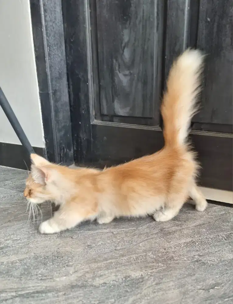 Kucing Munchkin Jantan