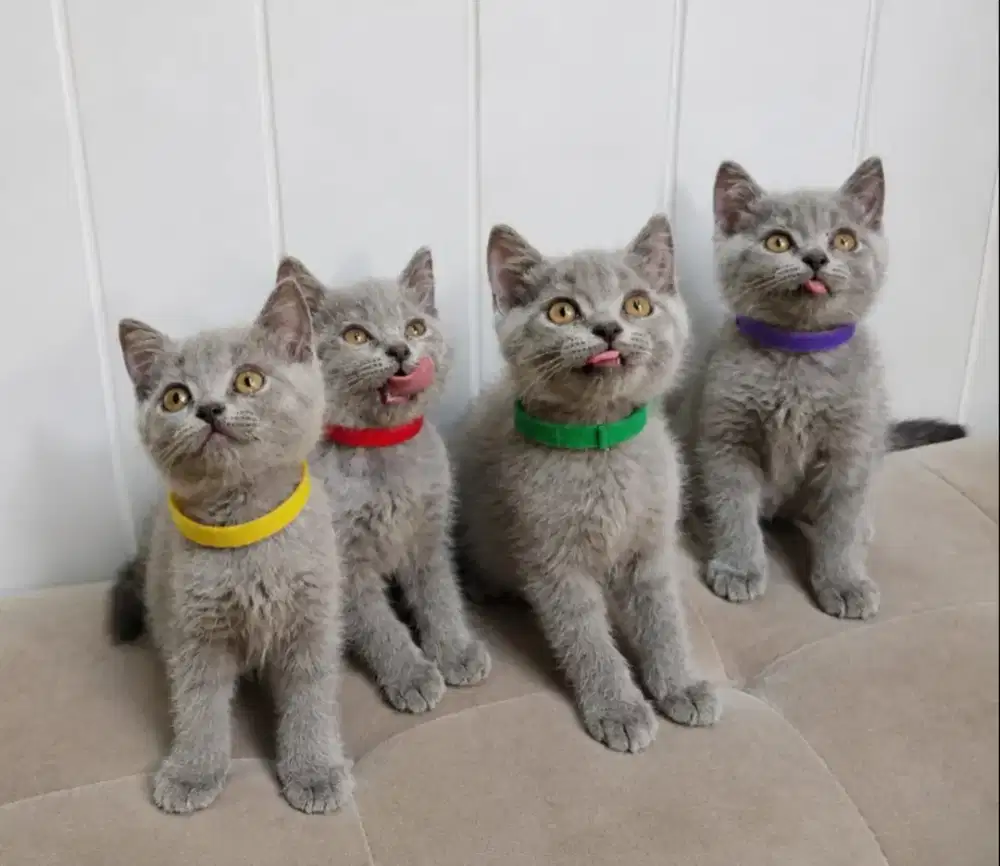 Kitten BSH ( British Short hair)
