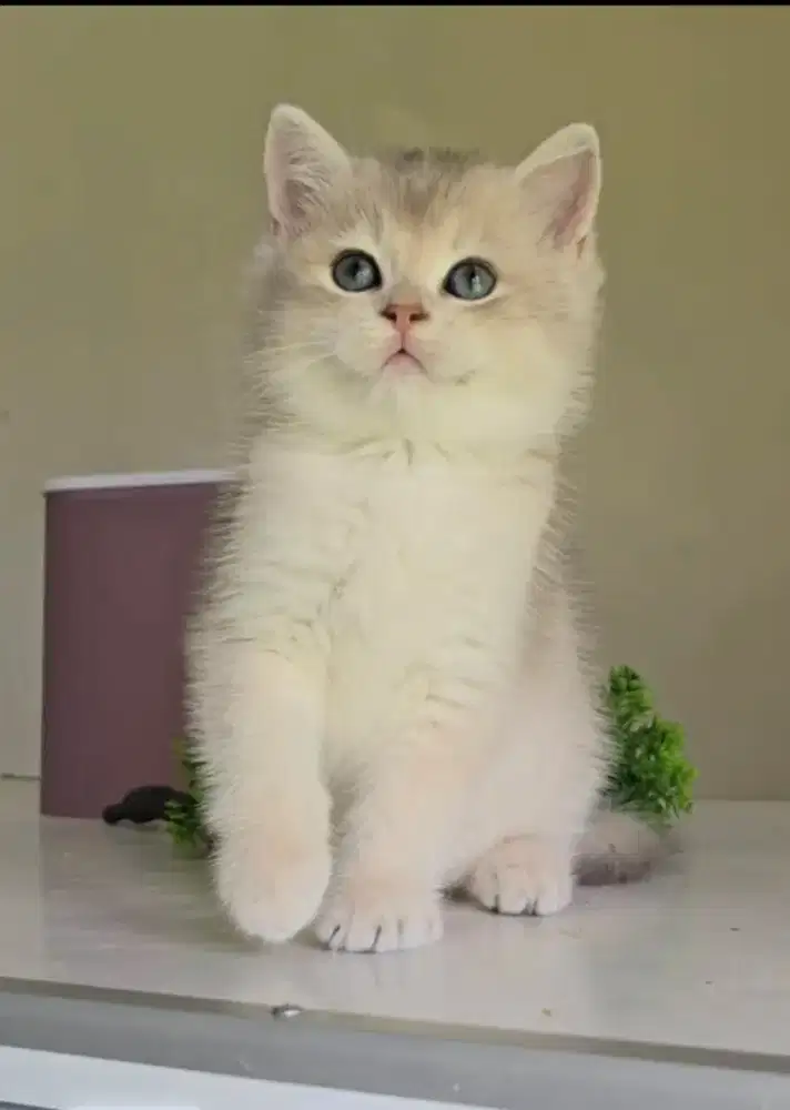 KUCING JANTAN BSH BRITISH SHORTHAIR GOLDEN PED KET IMPOR