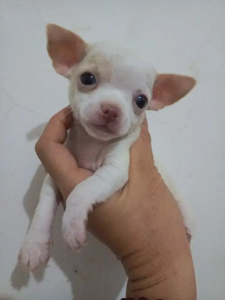 Anakan Chihuahua mini putih