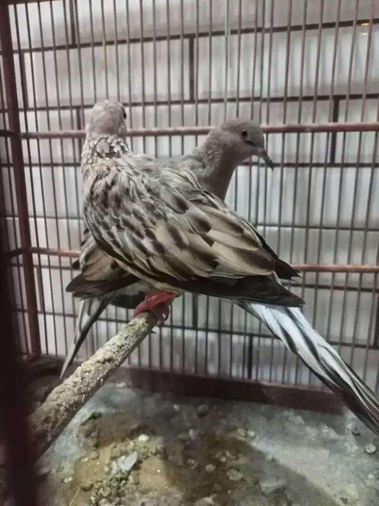 Tekukur Leopard Jodohan Baru Kuk 4,5 vs kuk 3,4