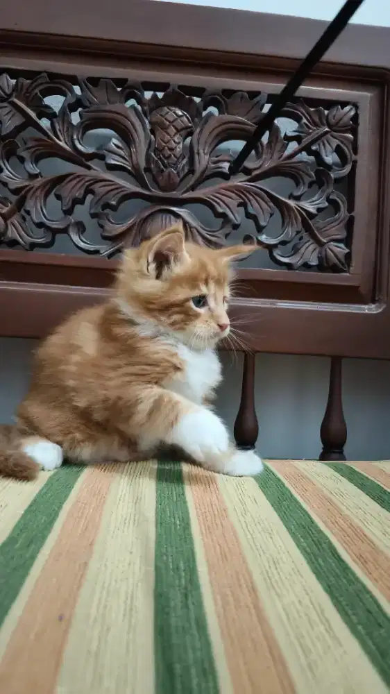 Lepas Adopt Kucing Mainecoon pure Jantan Nonped