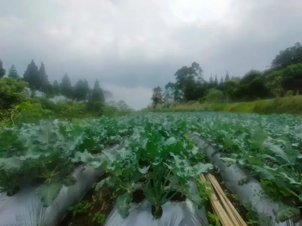 Jual Tanah Kebun View Kota Bandung Dekat Alun Alun Lembang