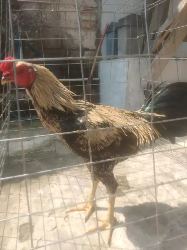 Ayam Bangkok muda
