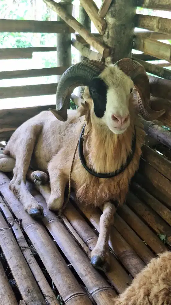Domba Garut Super