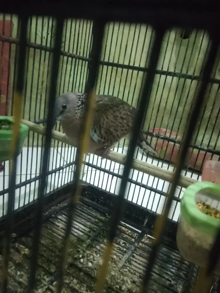 Tekukur Kuk 2 paten bunyi keras dan rajin