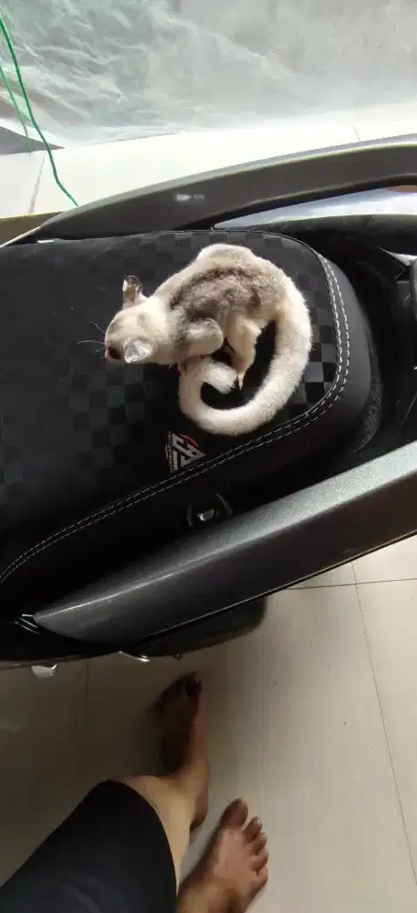 SUGARGLIDER MOZAIK