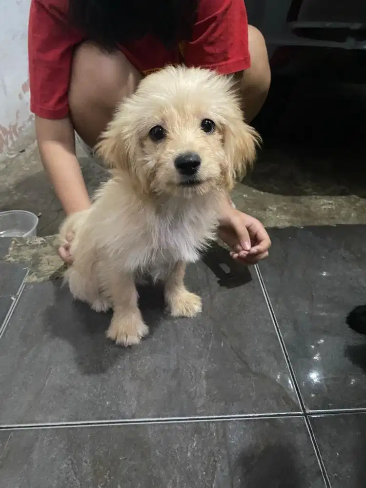 ADOPSI puppy mix poodle