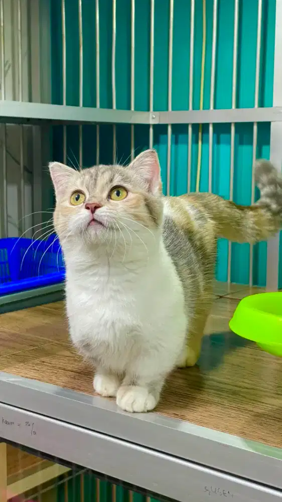 Line bsh Munchkin Betina Ceper