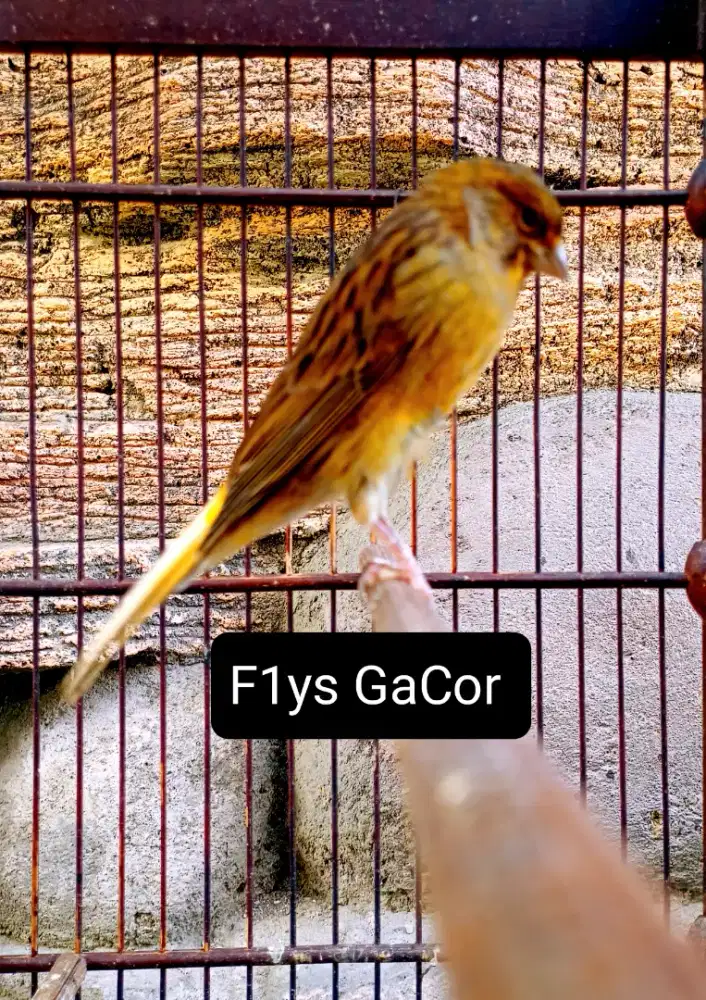 Kenari F1Ys Gacor