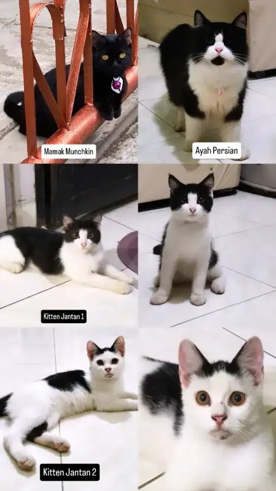 Kucing Kitten Persian Jantan (Mamak Munchkin dan Ayah Persian)