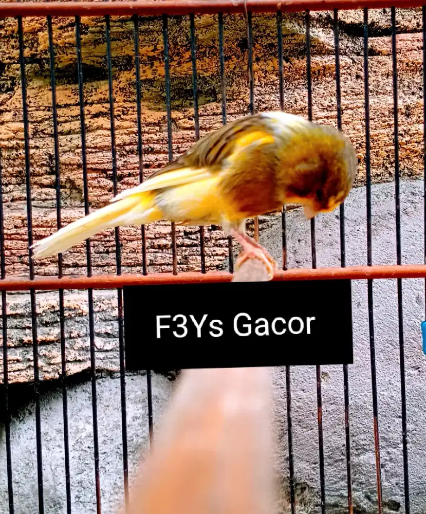 Kenari F3Ys Gacor
