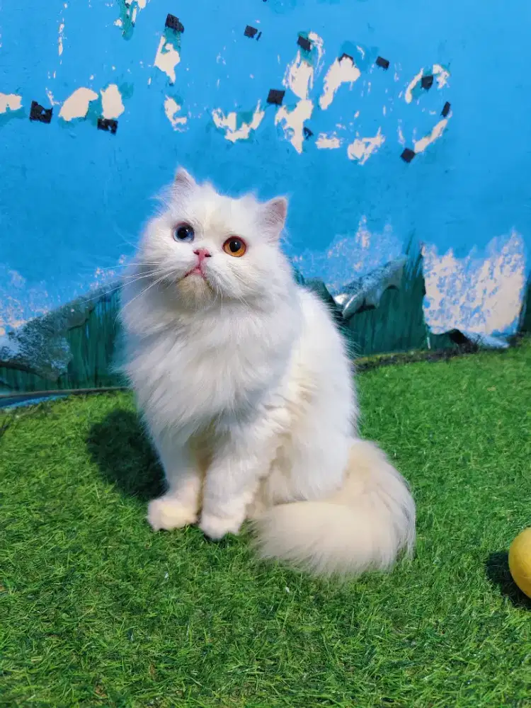 KITTEN PERSIA PEAKNOSE ODD EYELONGHAIR WHITE SOLID BETINA