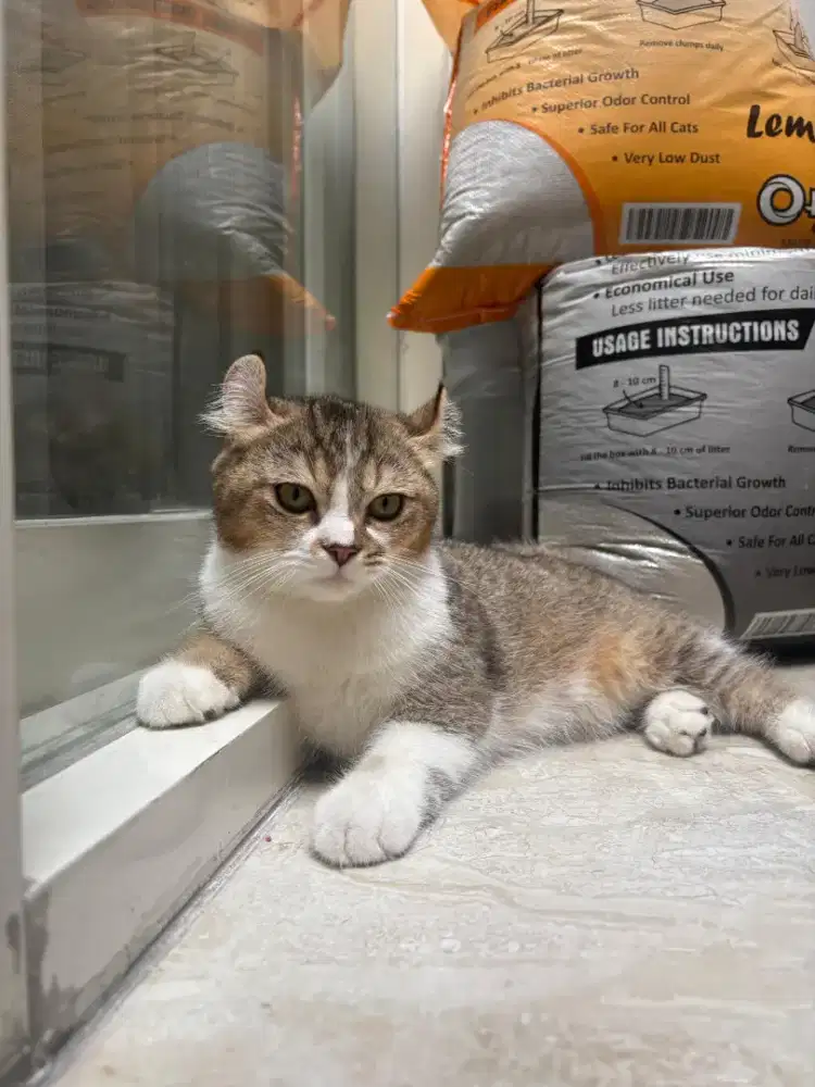 Kucing British Shorthair, Gaelic, munchkin