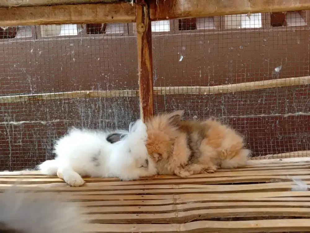 Jual Kelinci Hias Angora dan Fuzzy lop