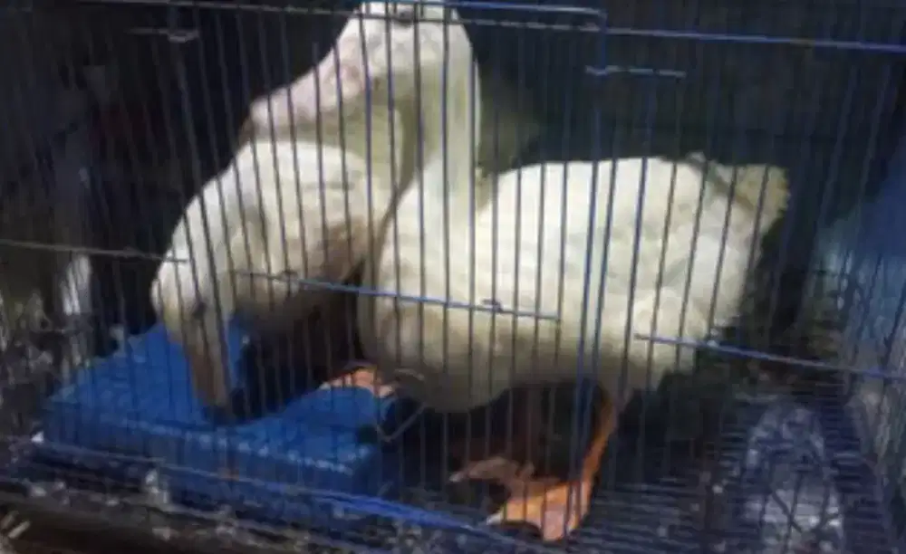 Bebek peking usia 3 bulan up