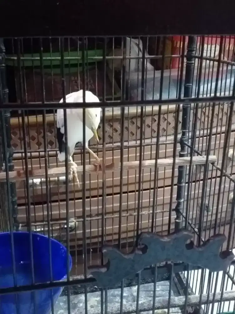 jalak gacor ngoceh ngebeo