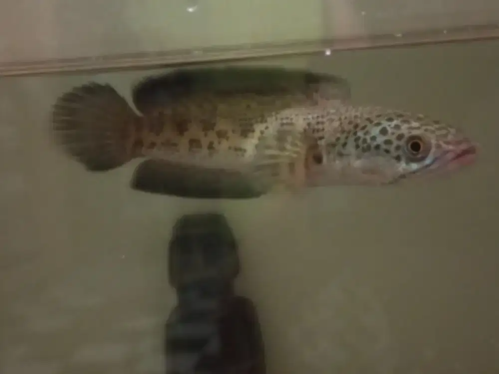 Chana auranti up 15cm