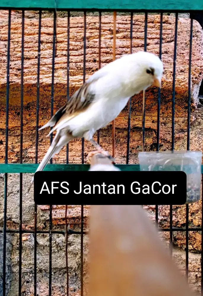 Kenari AFS Angkat Gacor