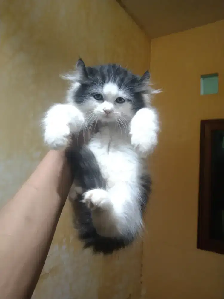 American curly usia 2,5 bulan betina  sudah mandiri